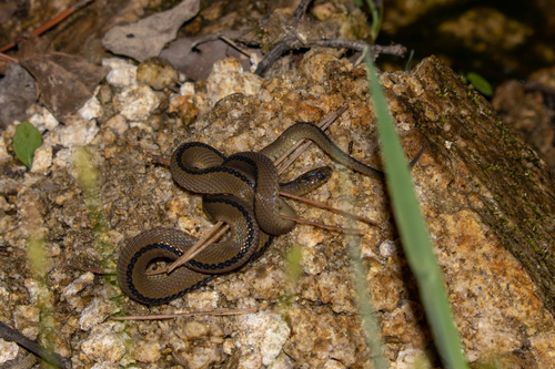 Achalinus dabieshanensis
