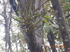 Encyclia