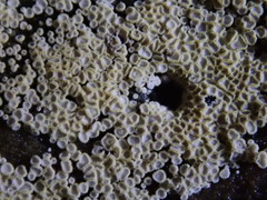 Cyphellaceae