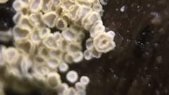 Cyphellaceae