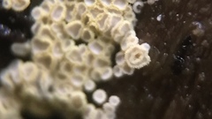 Cyphellaceae