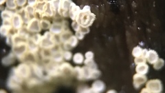 Cyphellaceae