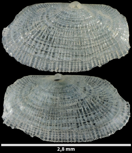 Galeomma turtoni, 2024-12-23