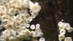 Cyphellaceae
