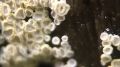 Cyphellaceae