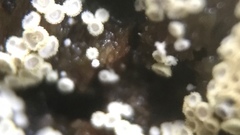 Cyphellaceae
