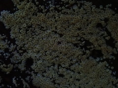 Cyphellaceae