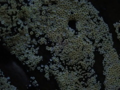 Cyphellaceae