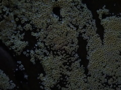 Cyphellaceae