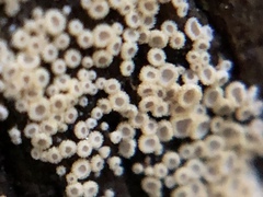 Cyphellaceae