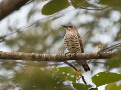 Chrysococcyx minutillus