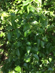 Jasminum simplicifolium