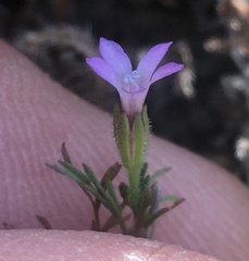 Gilia nevinii