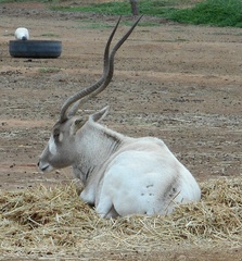 Addax nasomaculatus