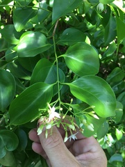 Jasminum simplicifolium