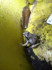 Pseudacris streckeri