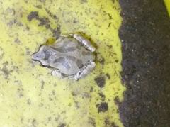 Pseudacris streckeri