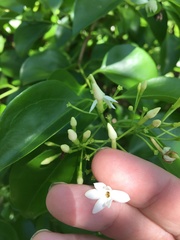 Jasminum simplicifolium