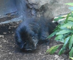 Arctictis binturong