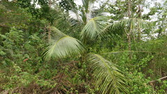 Cocoseae