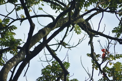 Psittacula longicauda