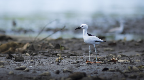 iNaturalist: (c) ormr, some rights reserved (CC BY-NC), uploaded by ormr iNaturalist image