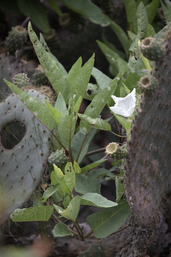 Ipomoea habeliana, photograph 2