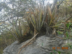 Cyrtopodium macrobulbon