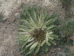 Cirsium tioganum