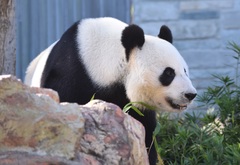 Ailuropoda melanoleuca