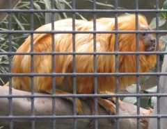 Leontopithecus rosalia