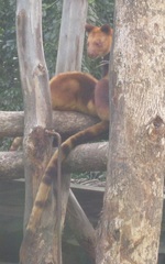 Dendrolagus goodfellowi