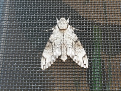 Psilogramma menephron