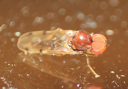 Unknown species found near Water Catchment Area, West Palm Beach, FL, USA
