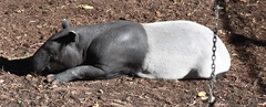 Tapirus indicus