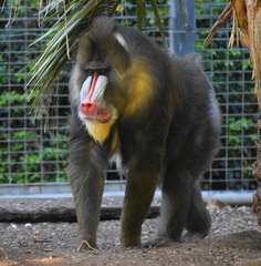 Mandrillus sphinx