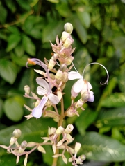 Ajugoideae