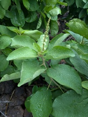 Croton scouleri, photograph (c) Kristof Zyskowski, some rights reserved (CC BY)