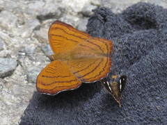 Pseudergolis wedah