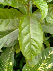 Ajugoideae