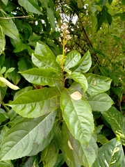 Ajugoideae