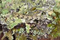 Peribatodes ilicaria