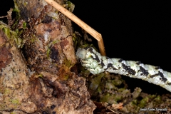 Peribatodes ilicaria