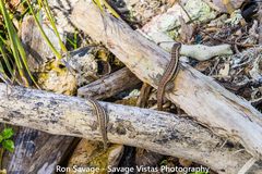 Leiocephalus lunatus