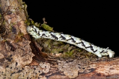 Peribatodes ilicaria