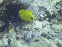 Chaetodon semilarvatus