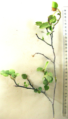 Solanum guineense