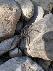 Dolomedes aquaticus