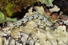 Peribatodes ilicaria