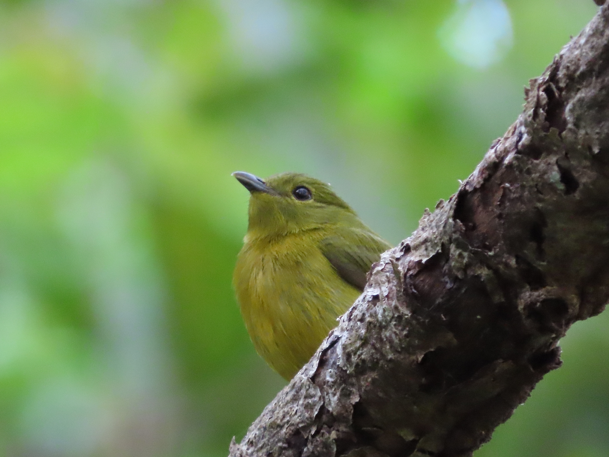 Orange-collared Manakin (Manacus aurantiacus), photo 1